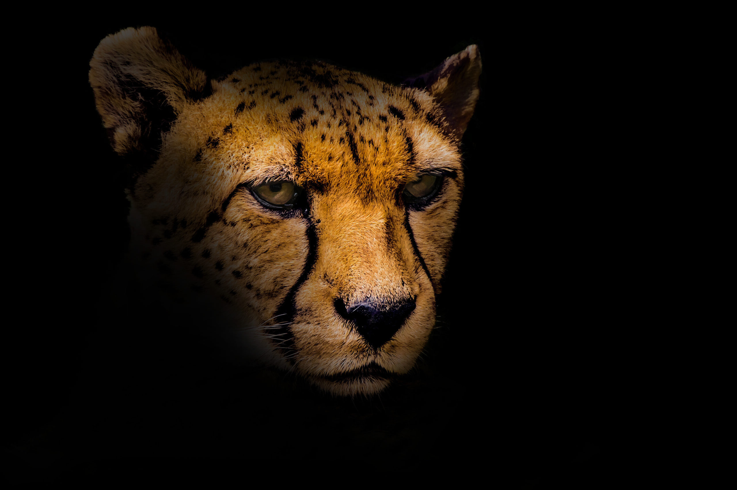 Portrait of a cheetah isolated on black